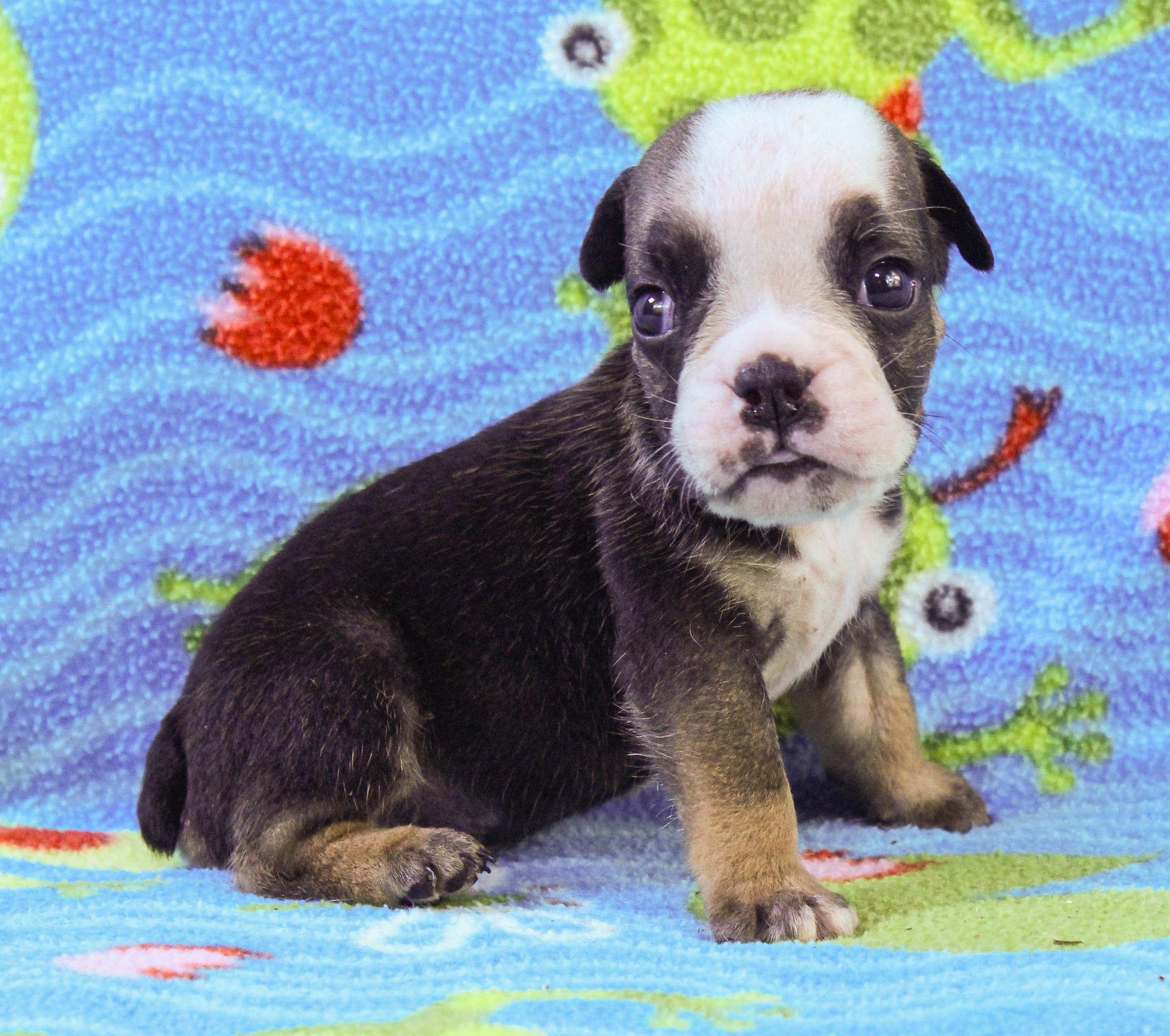 Home of the Smaller AKC English Bulldog Puppies - Newbies