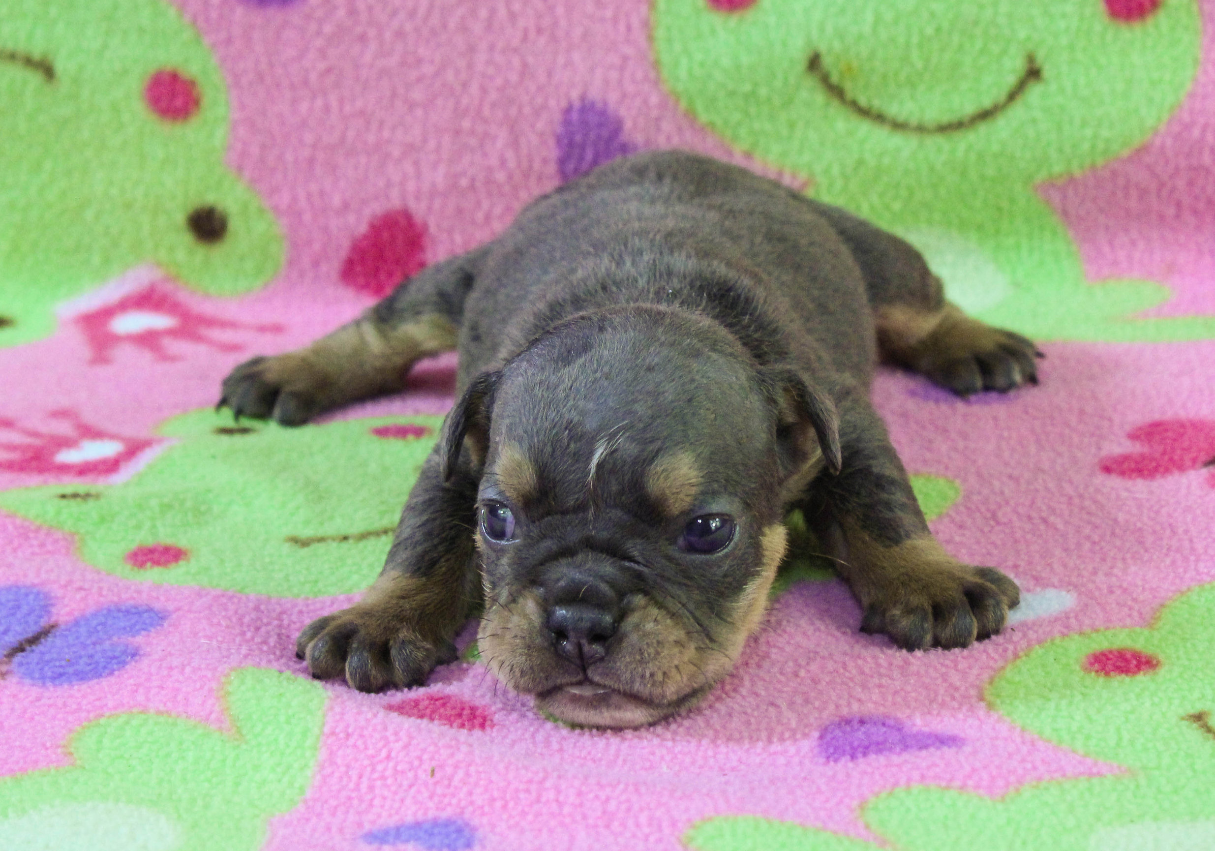 Home of the Smaller AKC English Bulldog Puppies - Newbies