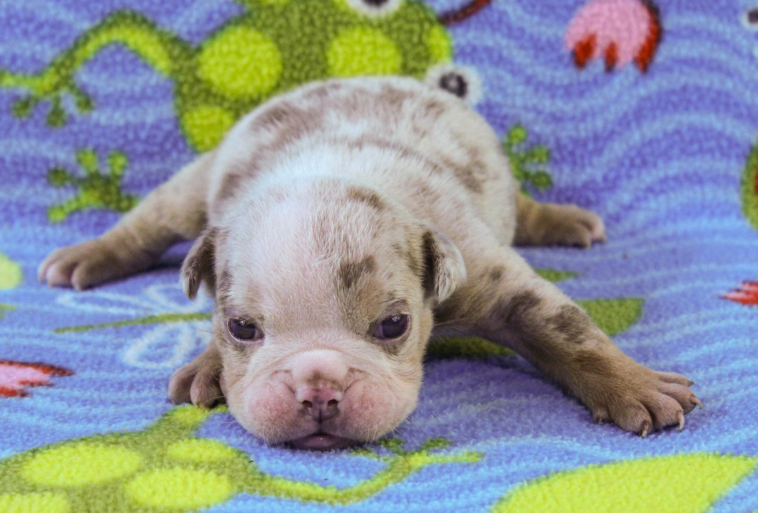 Home of the Smaller AKC English Bulldog Puppies - Newbies