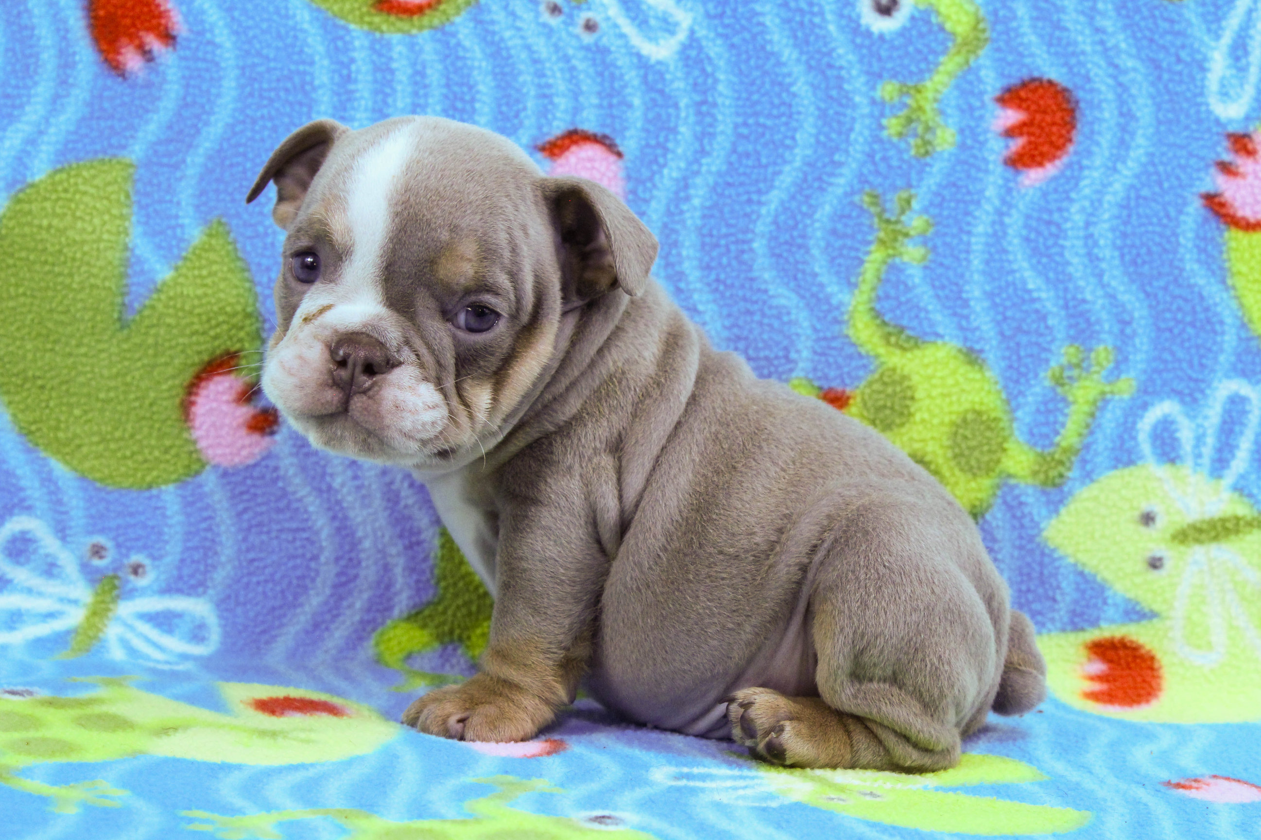 Home of the Smaller AKC English Bulldog Puppies - Newbies