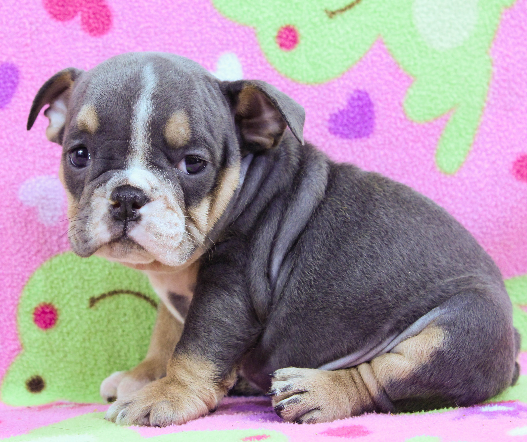 Home of the Smaller AKC English Bulldog Puppies - Newbies