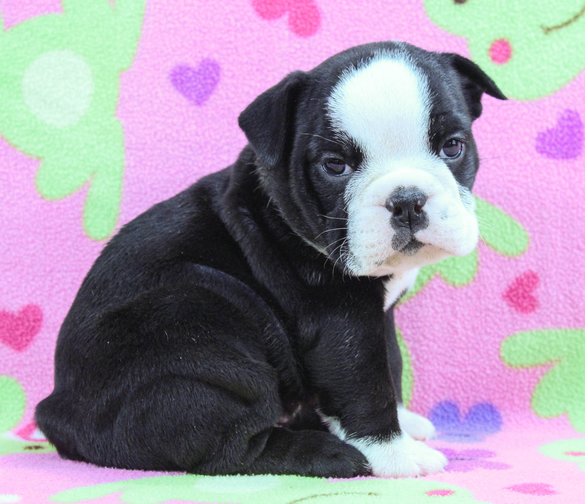 Home of the Smaller AKC English Bulldog Puppies - Newbies