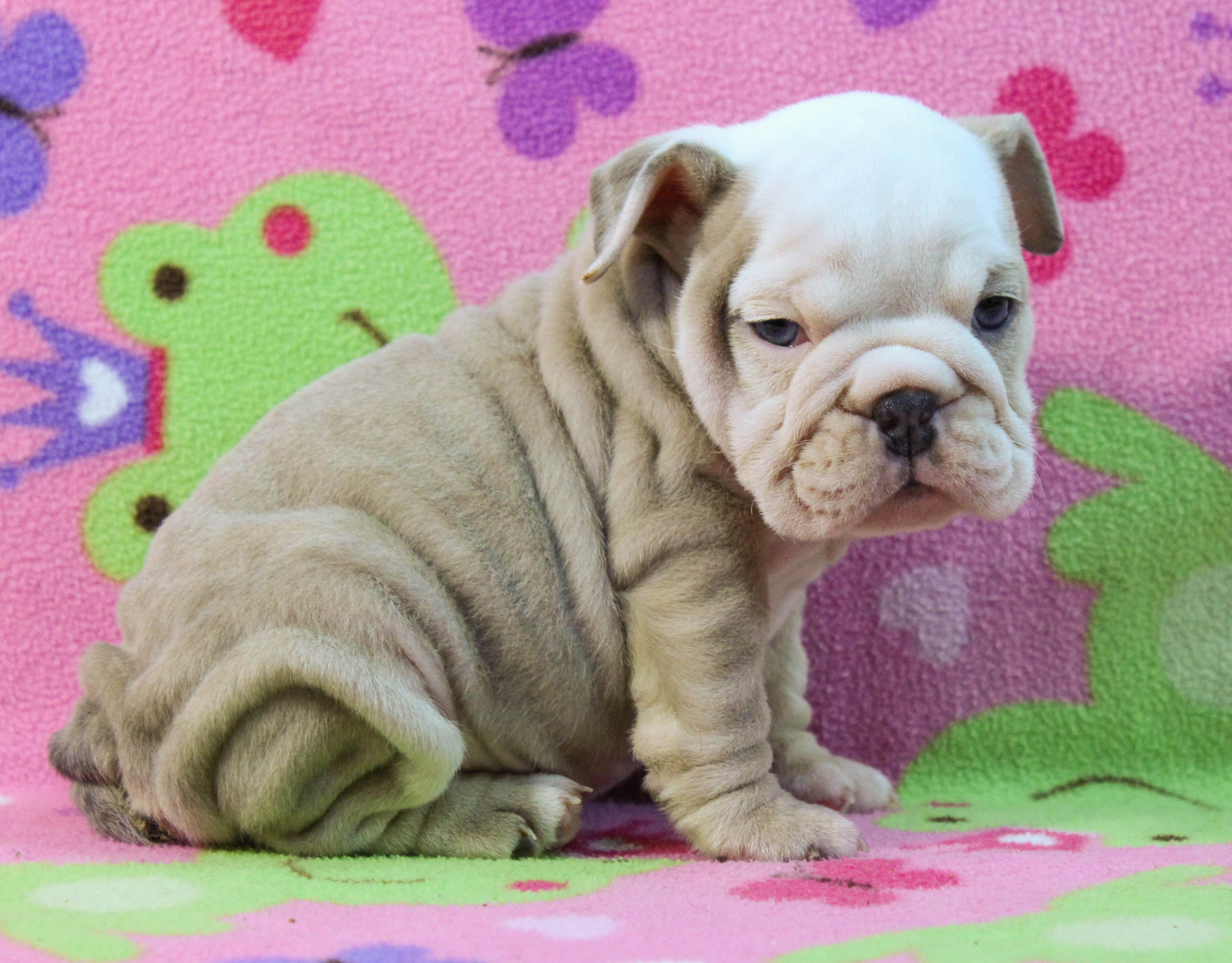 Home of the Smaller AKC English Bulldog Puppies - Newbies