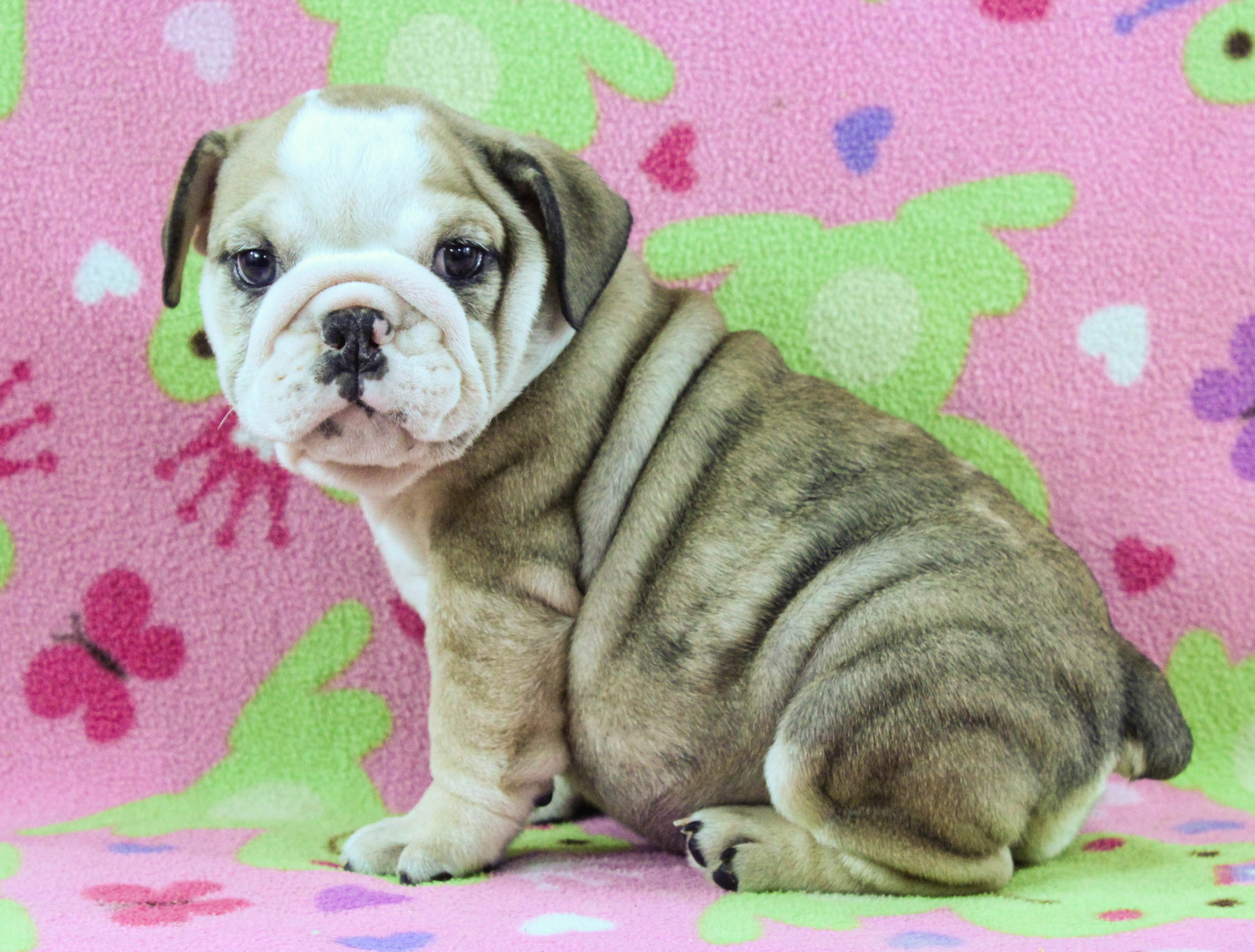 Home of the Smaller AKC English Bulldog Puppies - Newbies