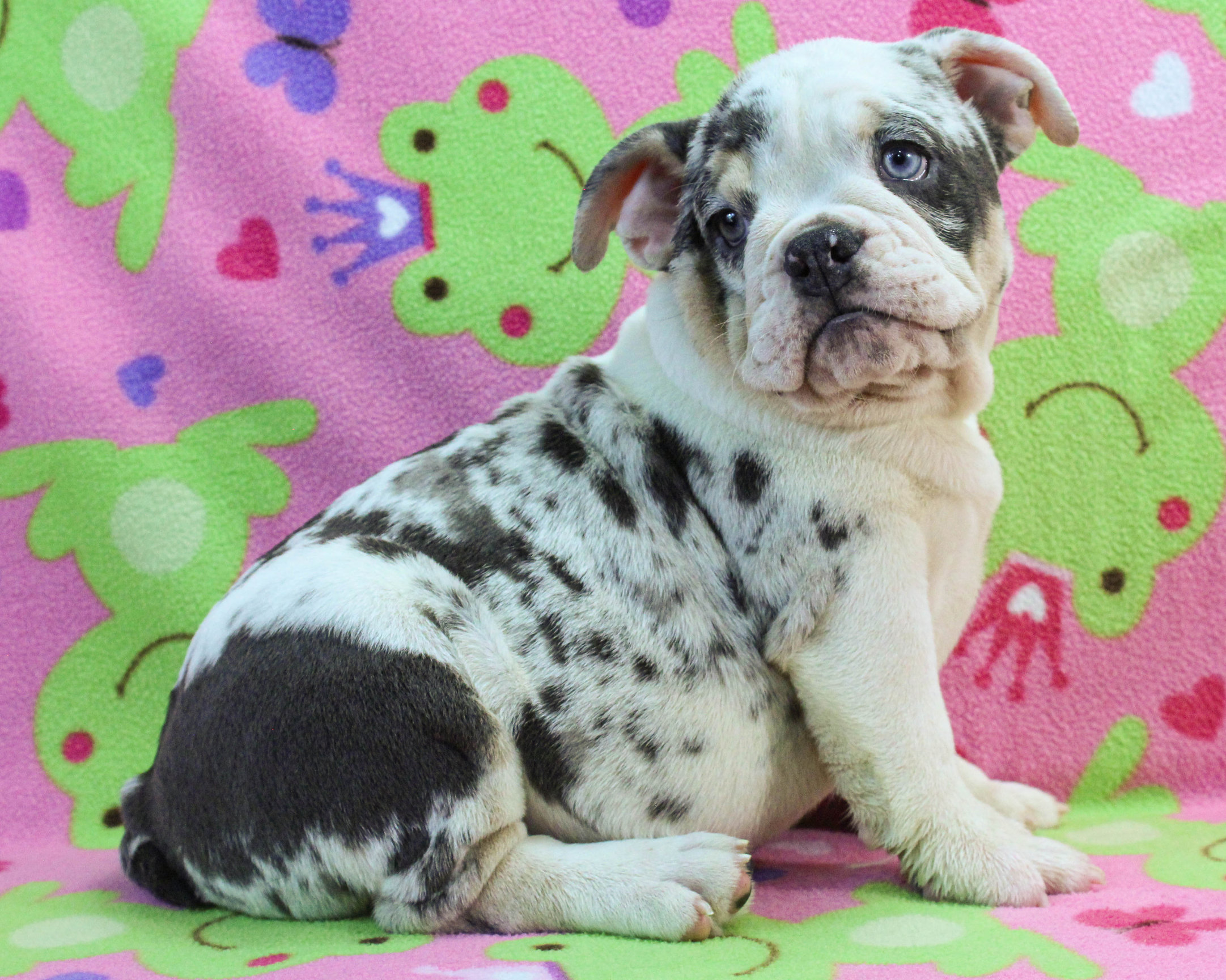 Home of the Smaller AKC English Bulldog Puppies - Newbies
