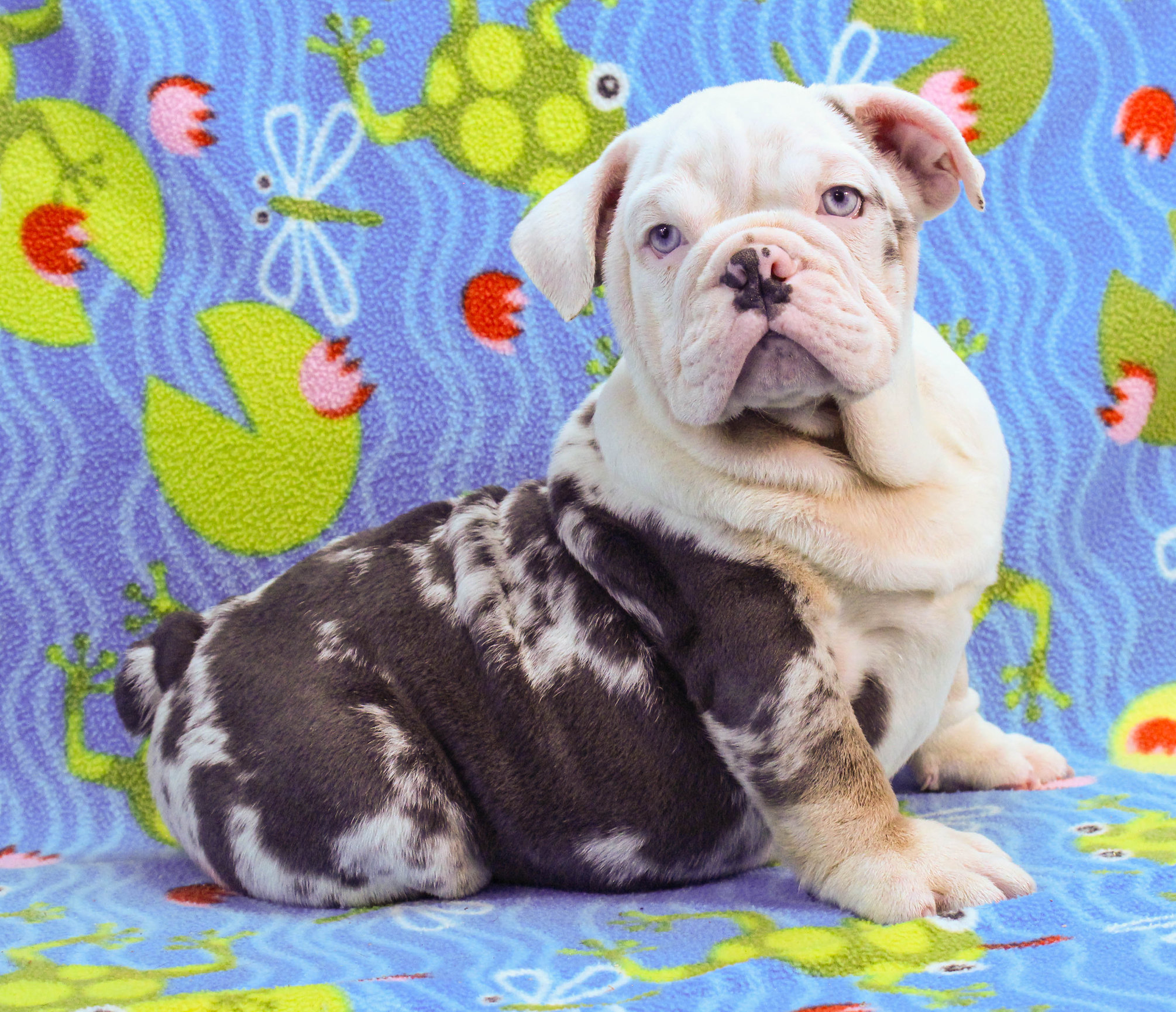 Home of the Smaller AKC English Bulldog Puppies - Newbies