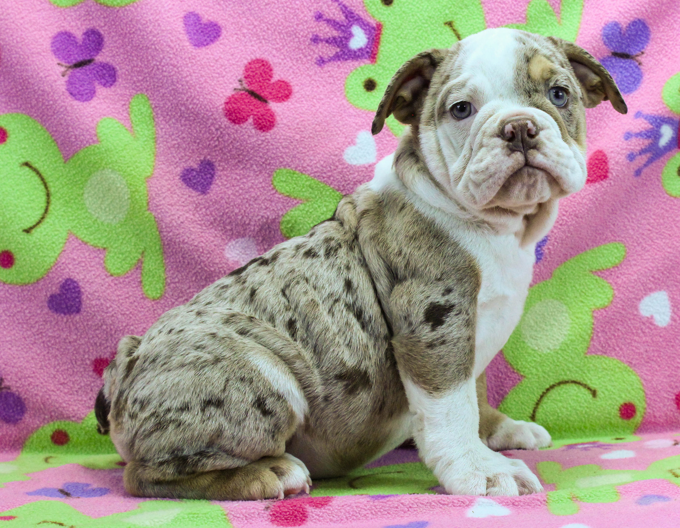 Home of the Smaller AKC English Bulldog Puppies - Newbies
