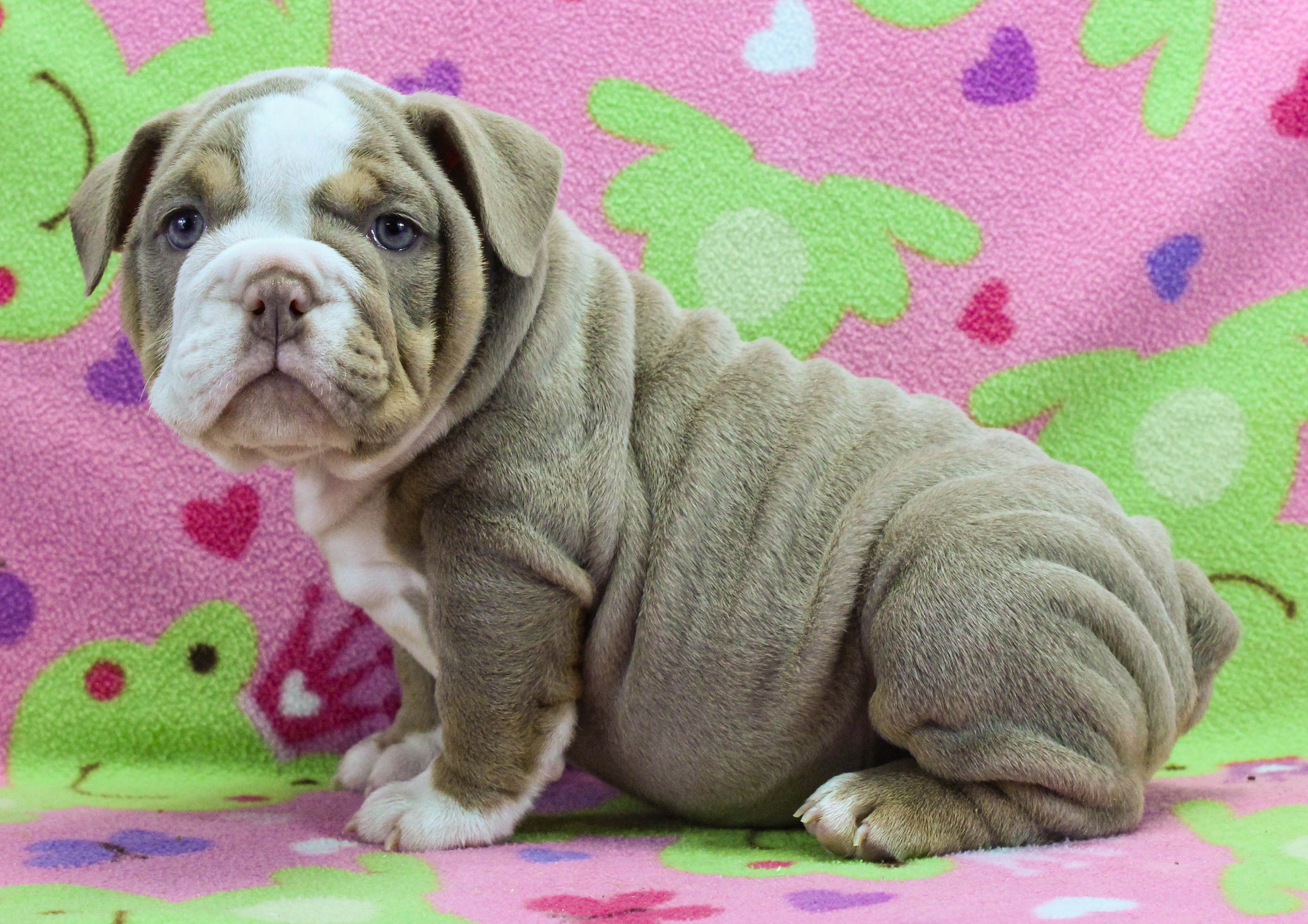 Home of the Smaller AKC English Bulldog Puppies - Newbies