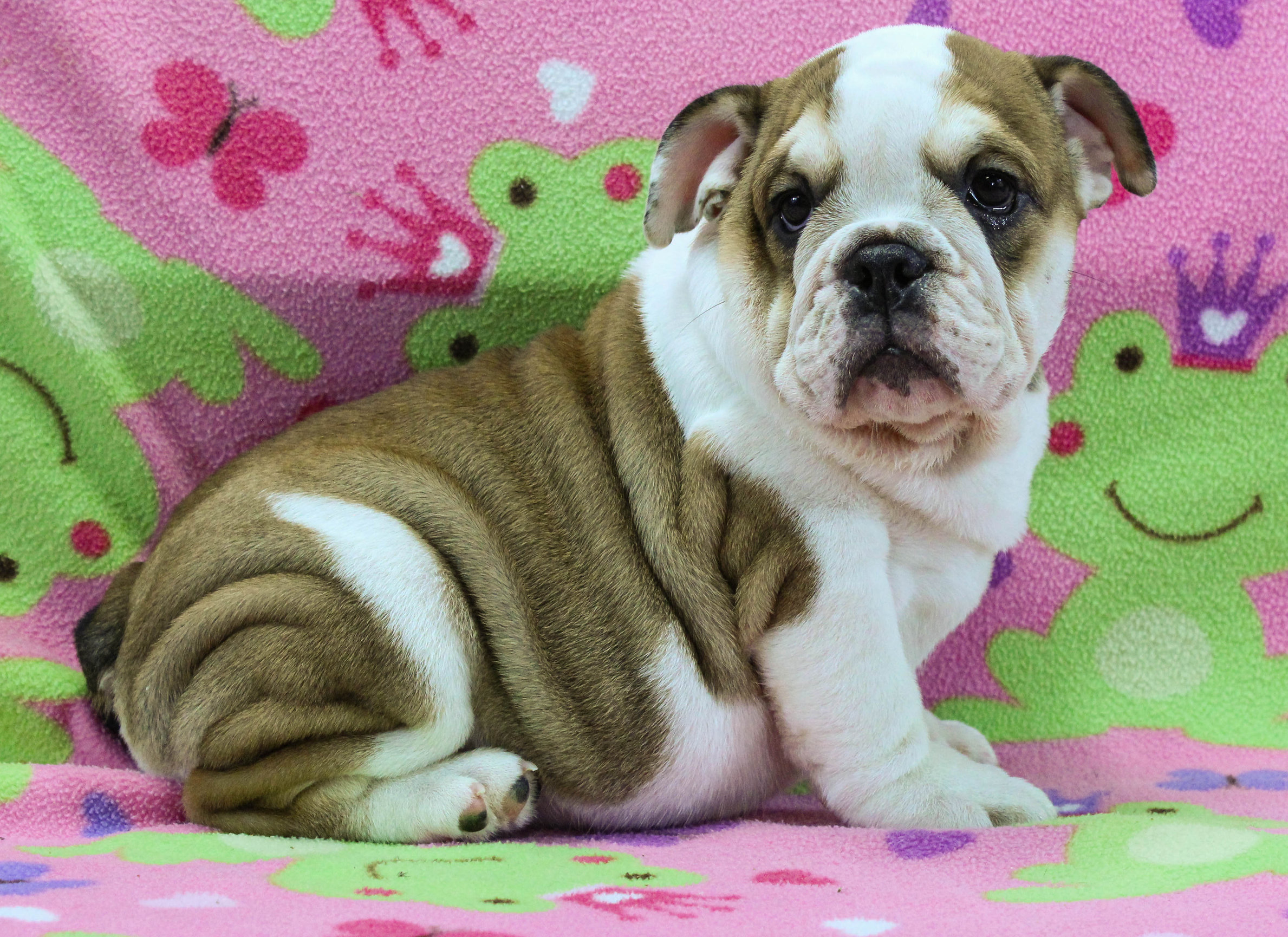 Home of the Smaller AKC English Bulldog Puppies - Newbies