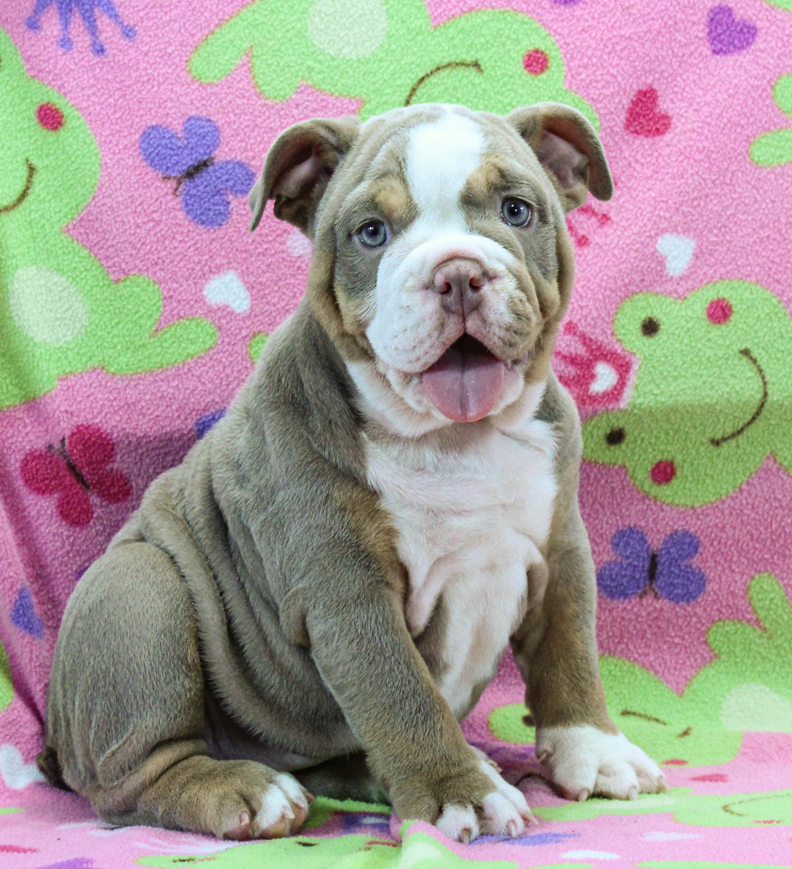Home of the Smaller AKC English Bulldog Puppies - Newbies
