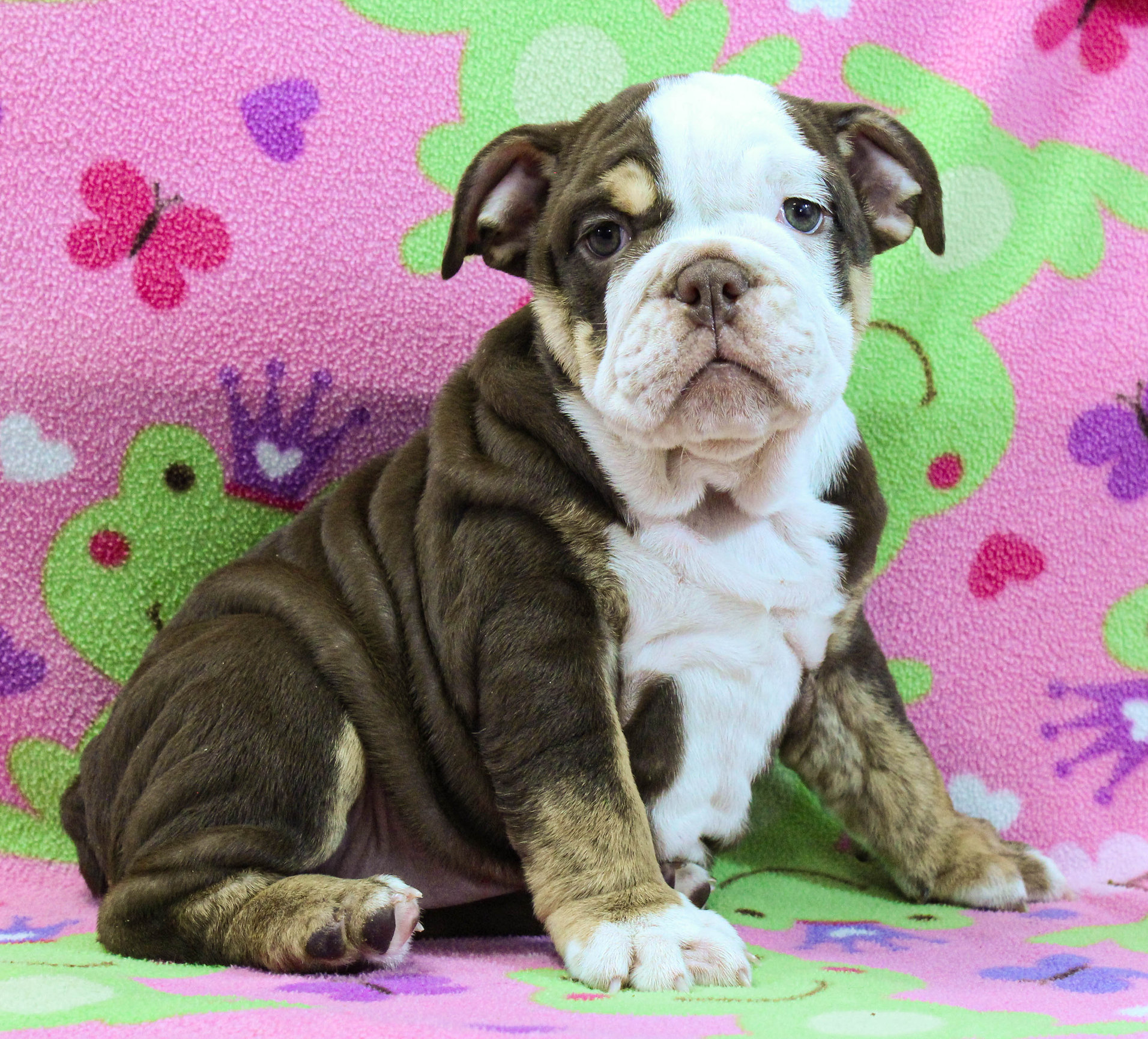 Home of the Smaller AKC English Bulldog Puppies - Newbies