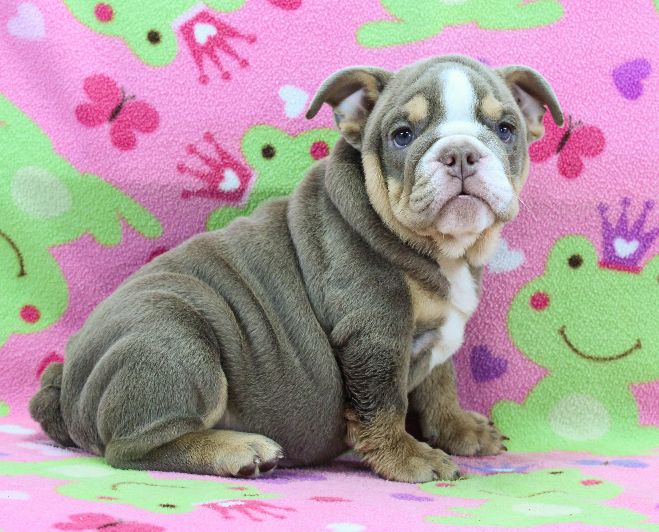 Home of the Smaller AKC English Bulldog Puppies - Newbies