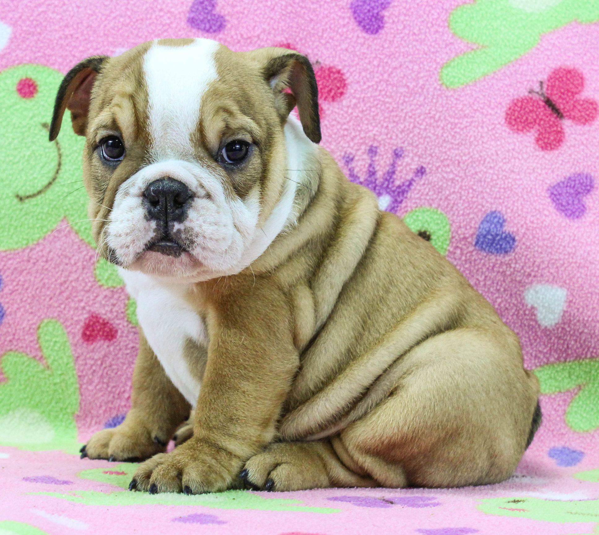 Home of the Smaller AKC English Bulldog Puppies - Newbies