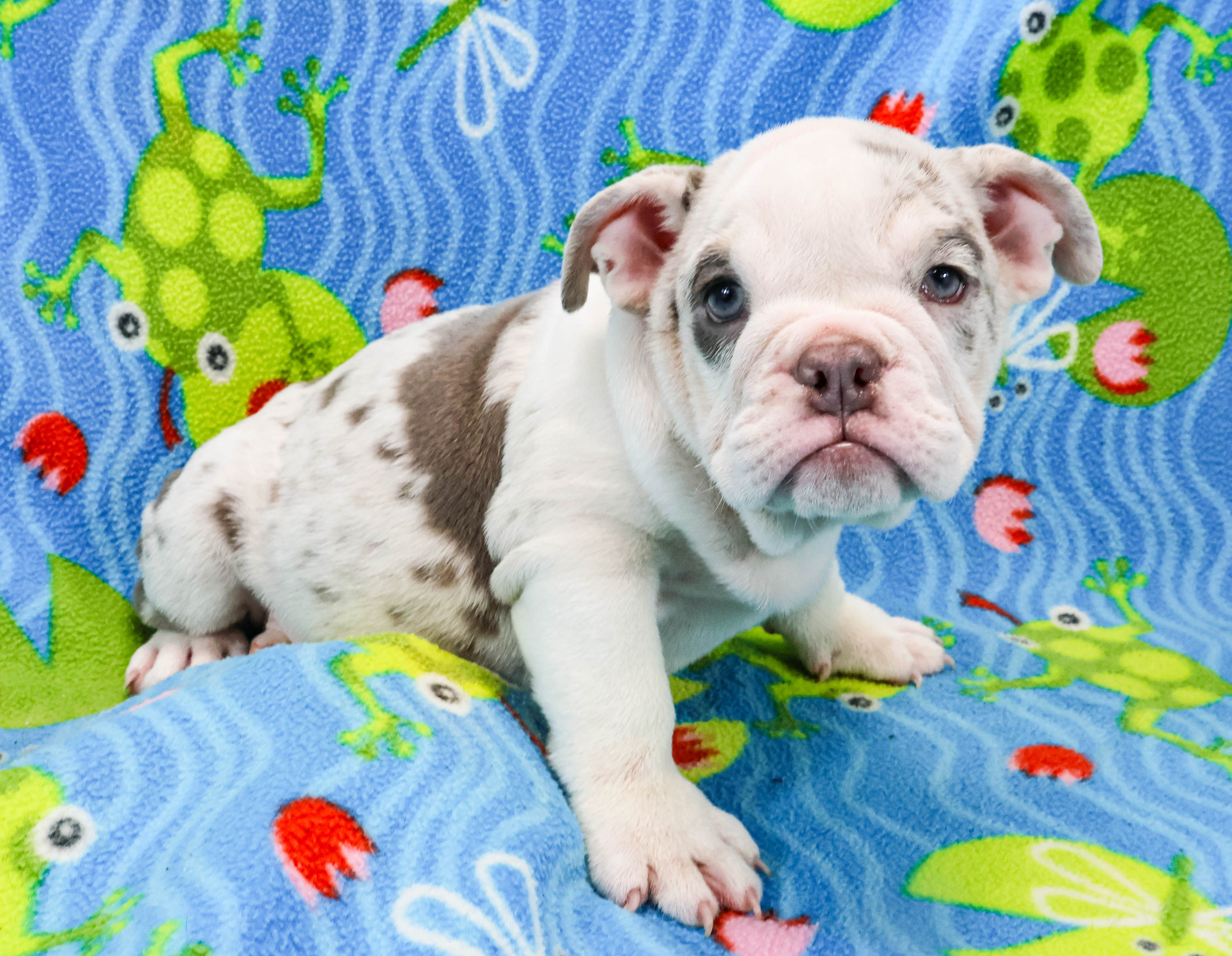 Home of the Smaller AKC English Bulldog Puppies - Newbies