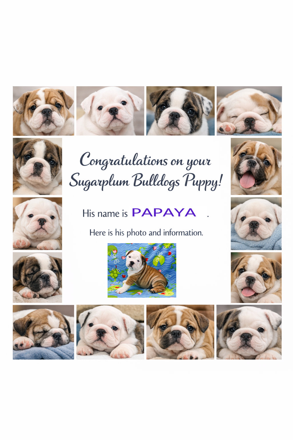 Sugarplum Bulldogs Mother's Day Puppies