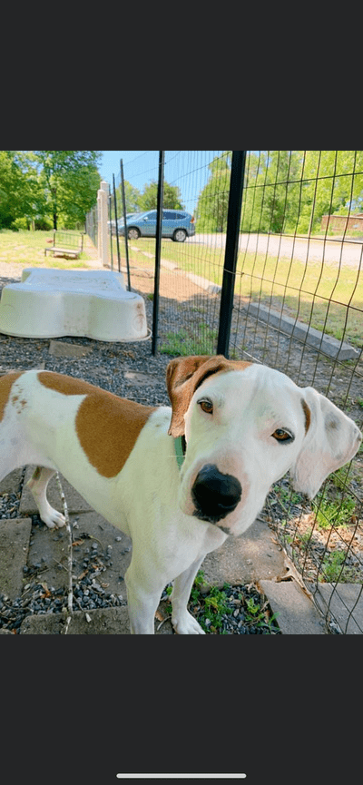 Spca of the triad dogs sale for adoption