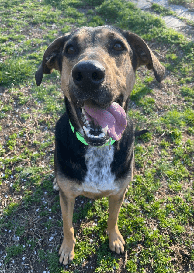 DOGS - SPCA of the Triad