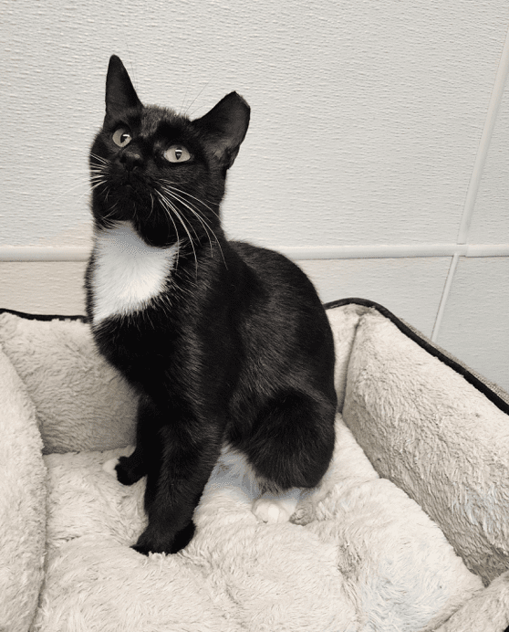 CATS - SPCA of the Triad