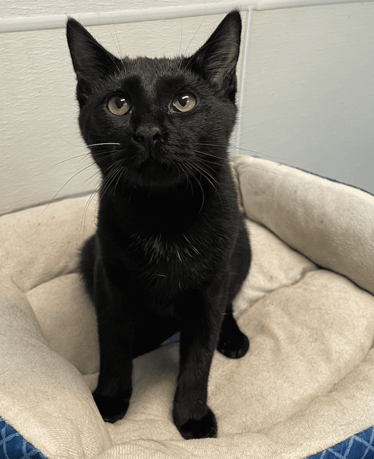 Adopt a Black Cat, Black Cat Holistic Rescue