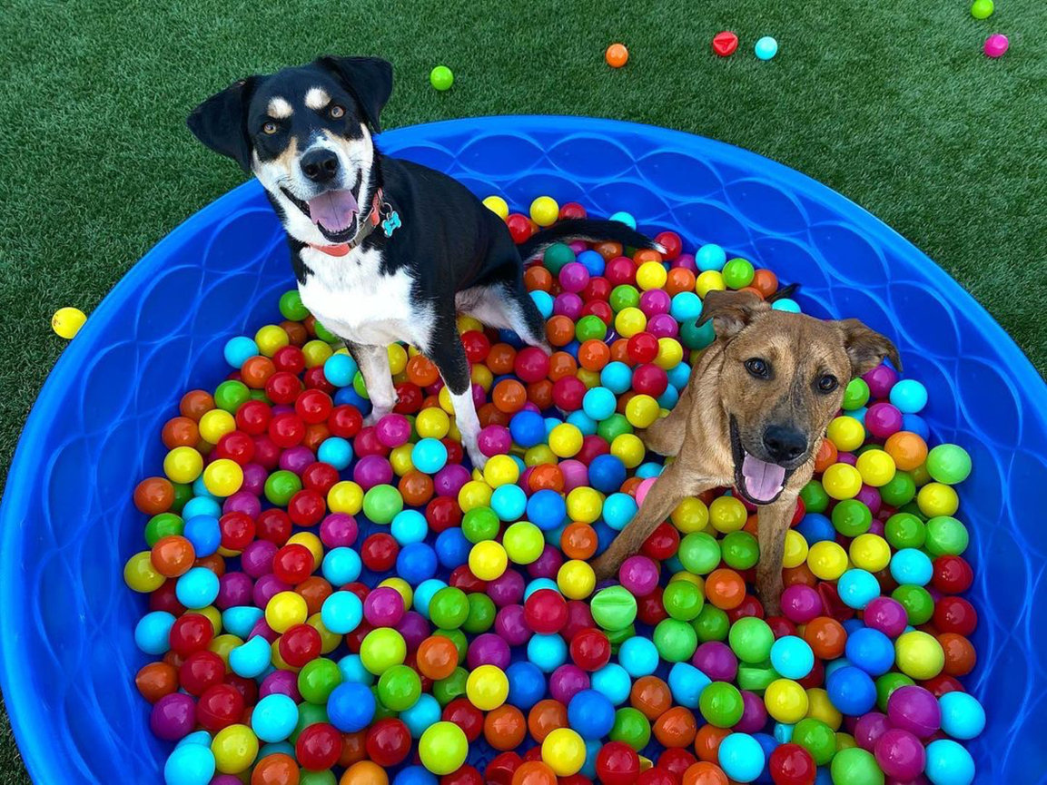 Contact Doggos Dog Park and Pub Greensboro, NC