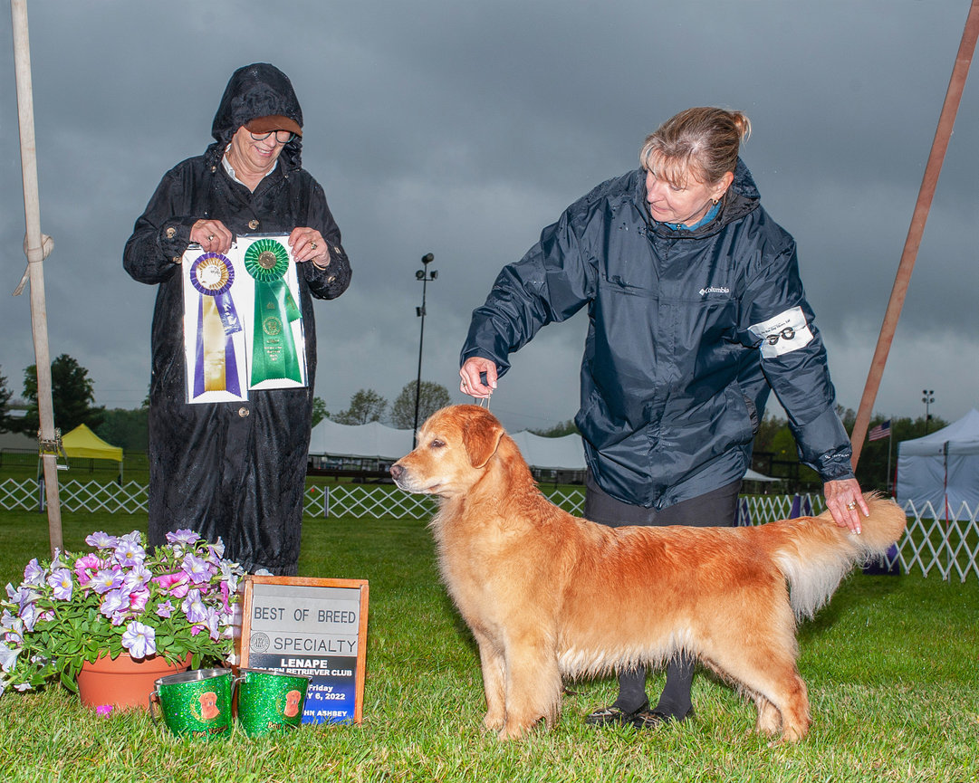 Golden Retriever showcasing its shiny coat at a dog show in 2022