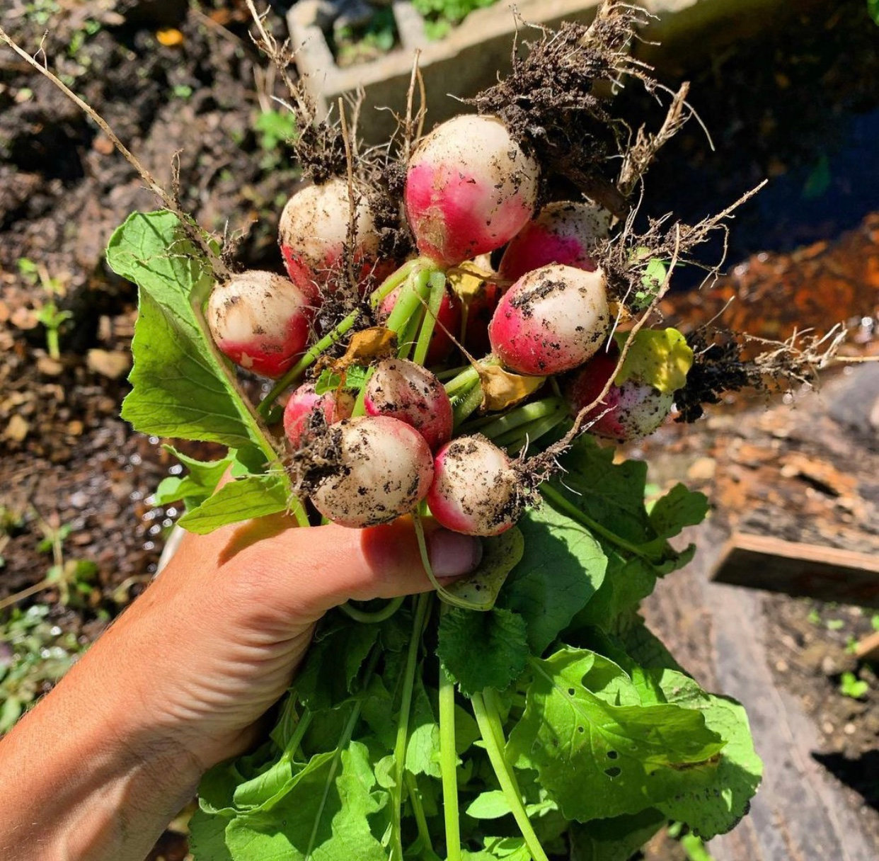 Glenwood Urban Farm Glenwood Together
