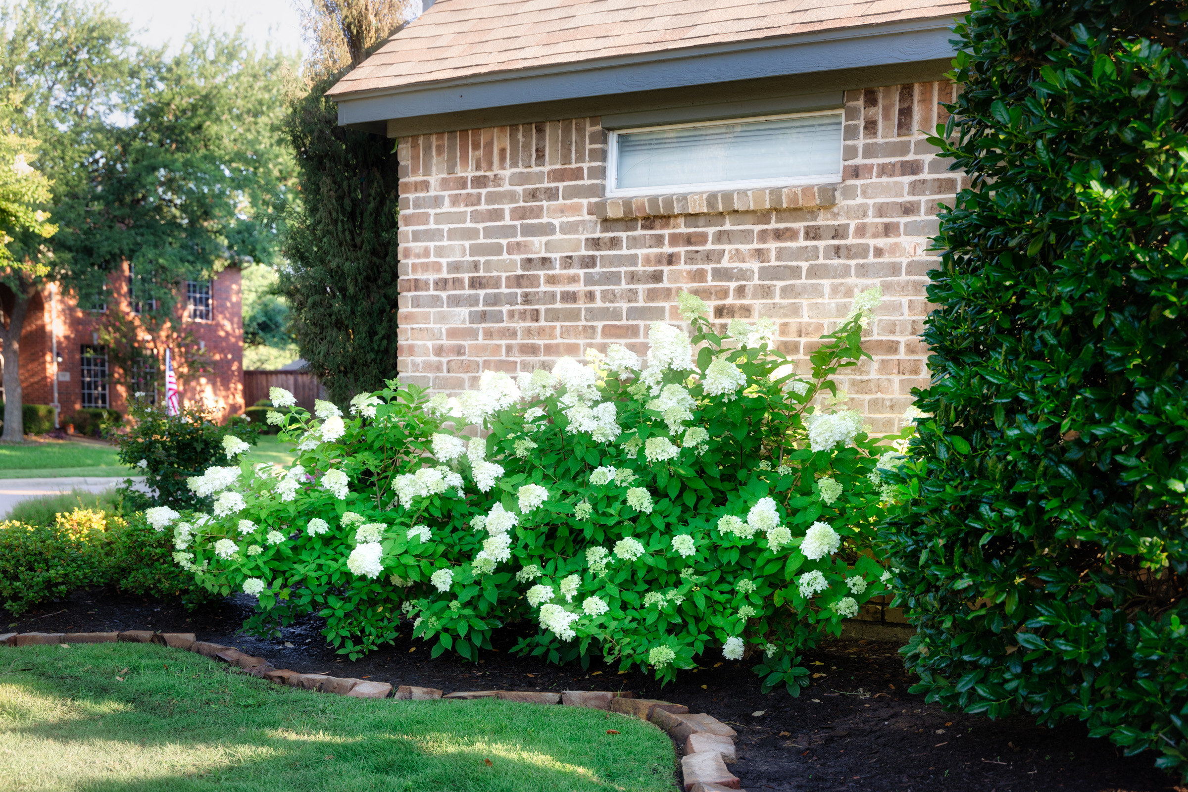 Hydrangea Dallas 5 Tips for Growing Beautiful Hydrangeas in Dallas