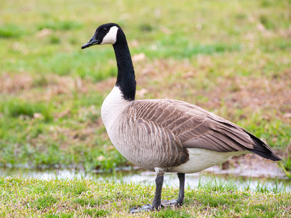 Do Geese Always Return To The Same Nest? 